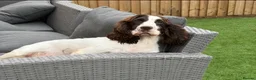 English Springer Spaniel dogs for sale: 2 springer spaniels female - Advert 1