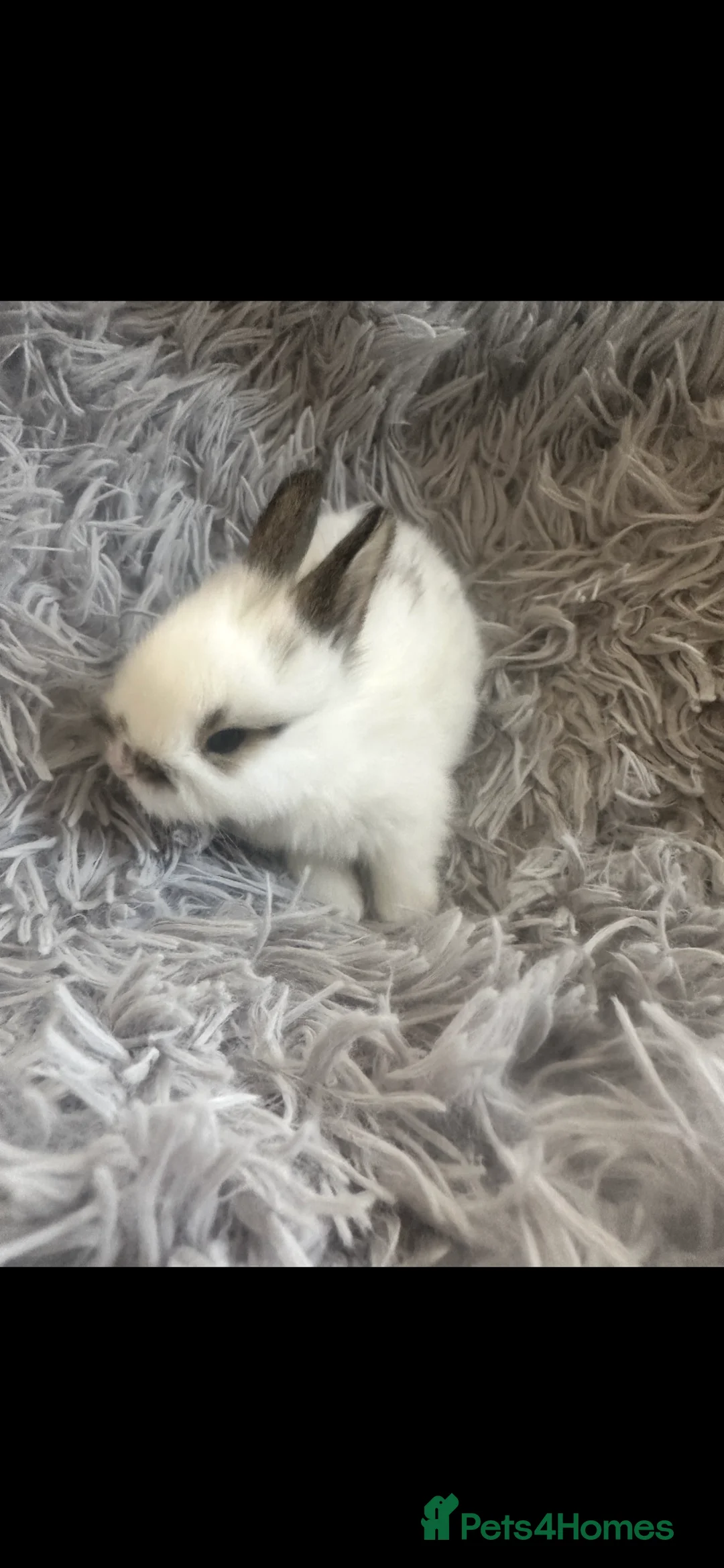 Lionhead rabbits for sale: Adorable Lionhead rabbits looking for Loving Homes in Bedford - Advert 10