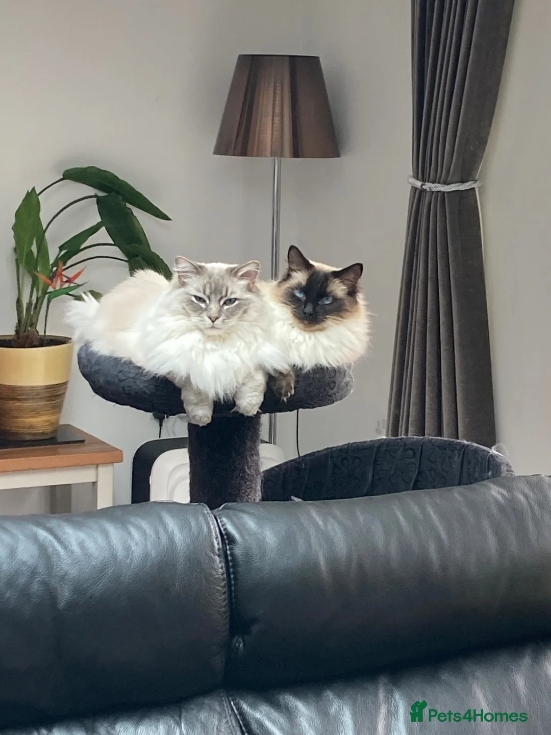Ragdoll cats for sale: Re home our two ragdoll cats.  in Northampton - Advert 2