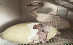 Mixed Breed livestock for sale: White Rhea Chicks & Hatching Rhea Eggs - Image 23