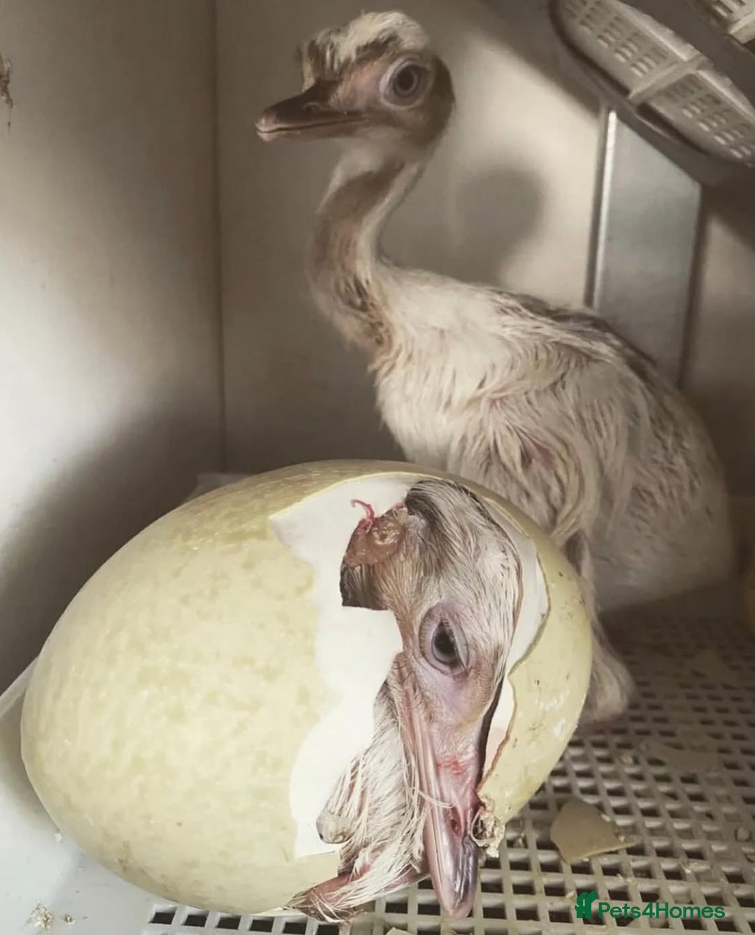 Mixed Breed livestock for sale: White Rhea Chicks & Hatching Rhea Eggs - Image 23