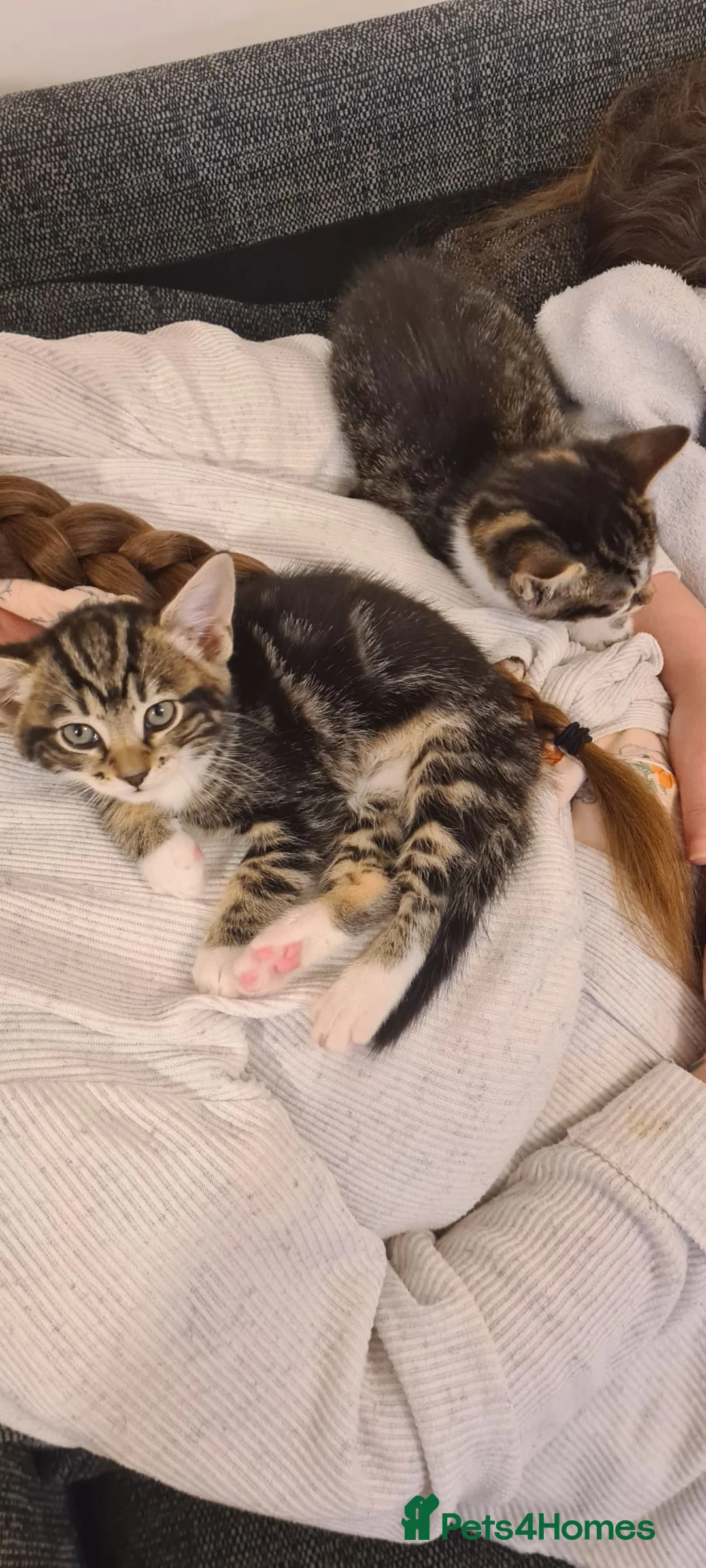 Mixed Breed cats for sale: 2 x Kittens. Quick sale needed. - Advert 6