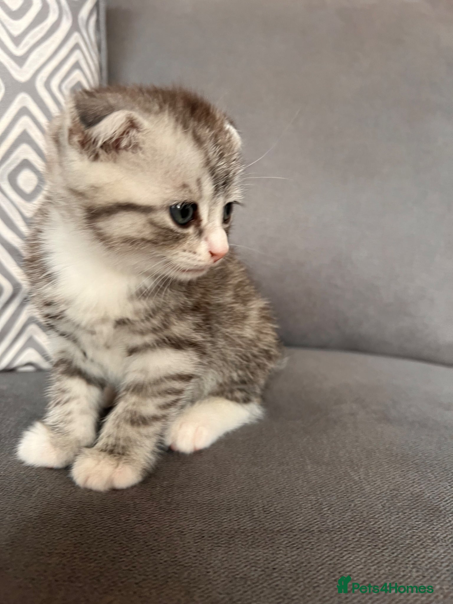 Scottish Fold cats for sale: Scottish and brittish kittens in Wigston - Advert 28