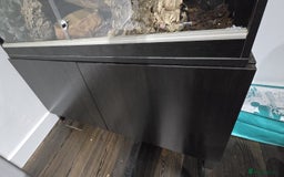 Python Snake reptiles for sale: 2 x royal ball pythons with complete set up - Image 5