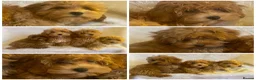 Maltipoo dogs for sale: DNA clear toy Asian lines maltipoo - Advert 17