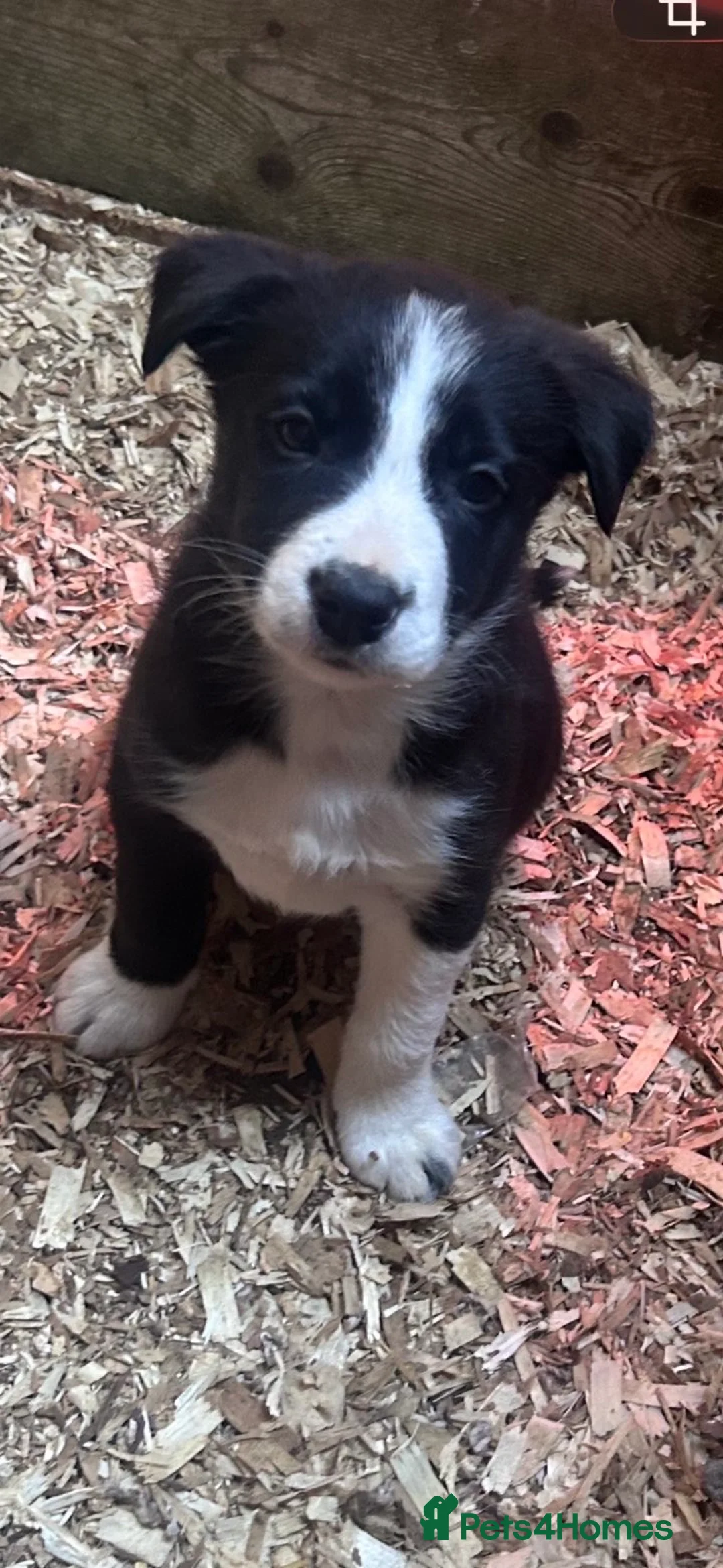 Border Collie dogs for sale: Border collie pups for sale  in Arthog - Advert 5