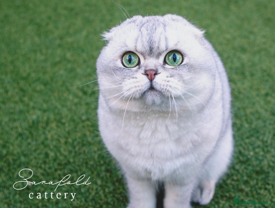 Scottish Fold cats for sale: Looking for a Loving Home for KINDER - Image 2