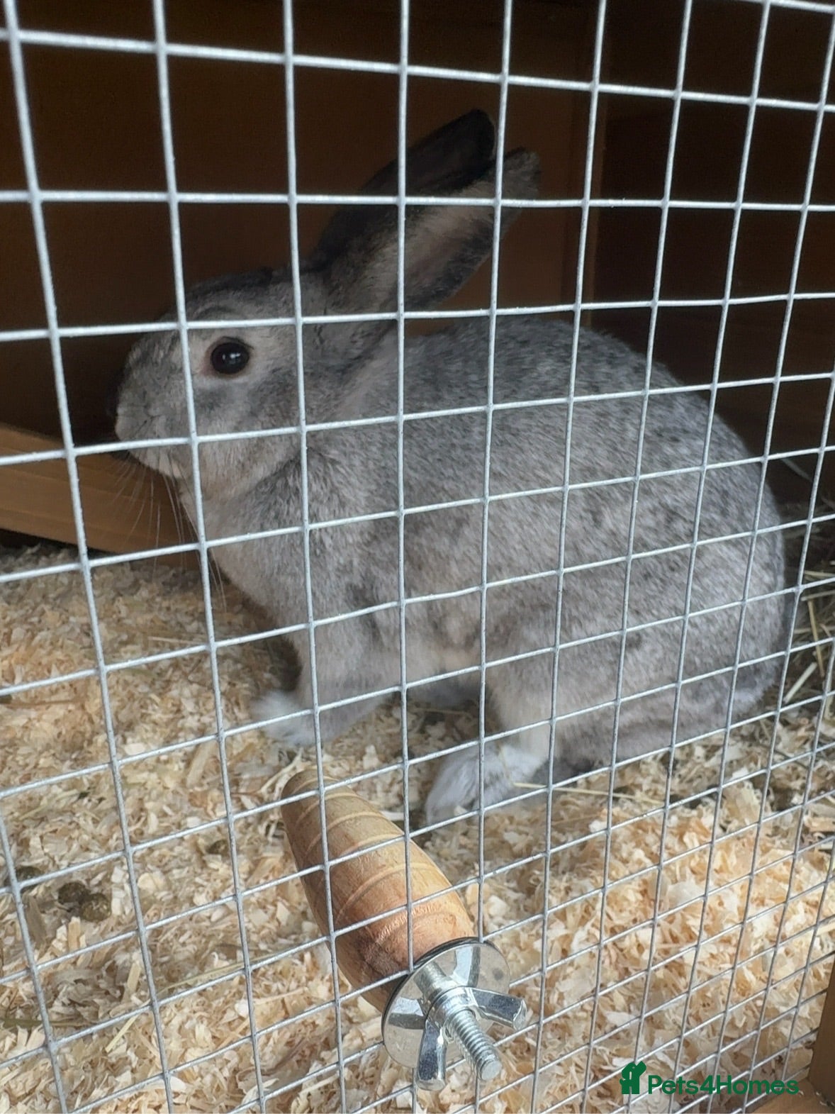 Mixed Breed rabbits Thumper - Advert 1