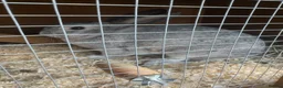 Mixed Breed rabbits for sale: Thumper in Blackpool - Advert 1