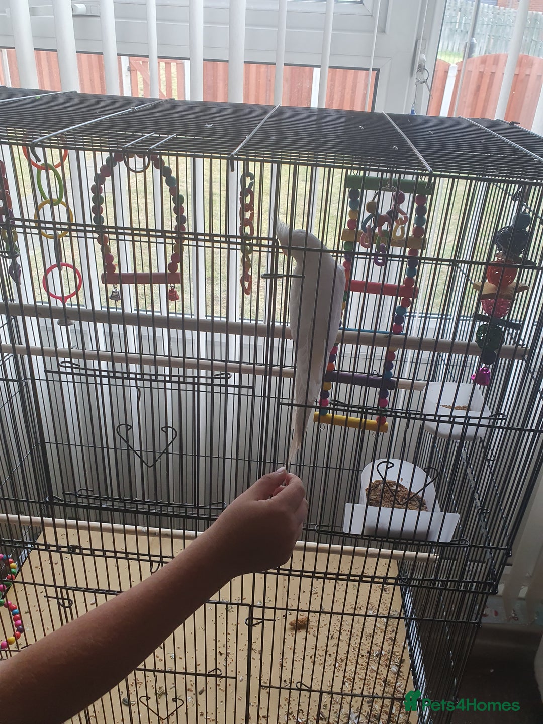 Cockatiels birds for sale: Male cockateil  - Image 7