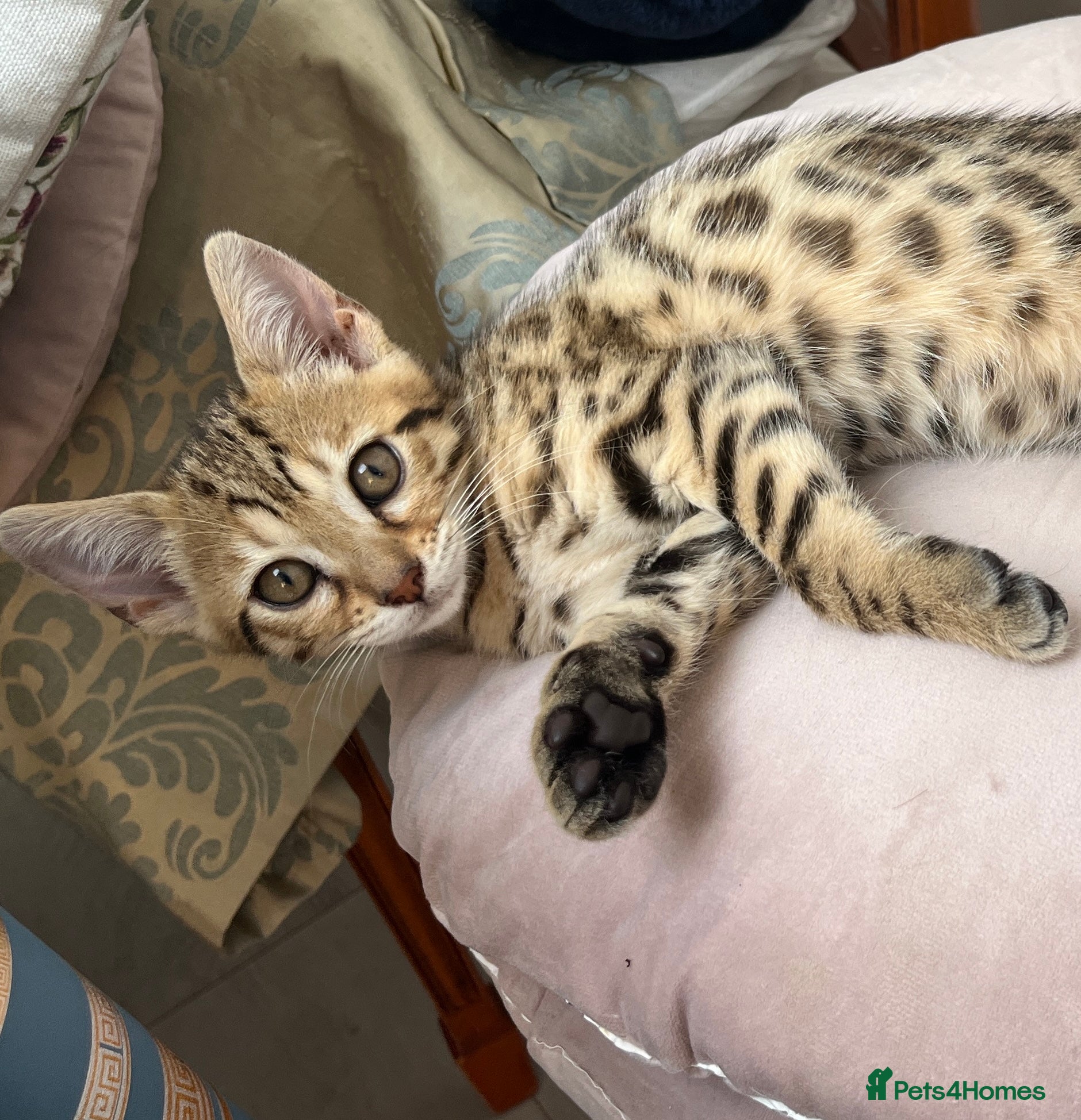 Bengal cats Beautiful pedigree bengal kittens - Advert 5
