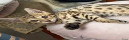Bengal cats for sale: Beautiful pedigree bengal kittens - Advert 1