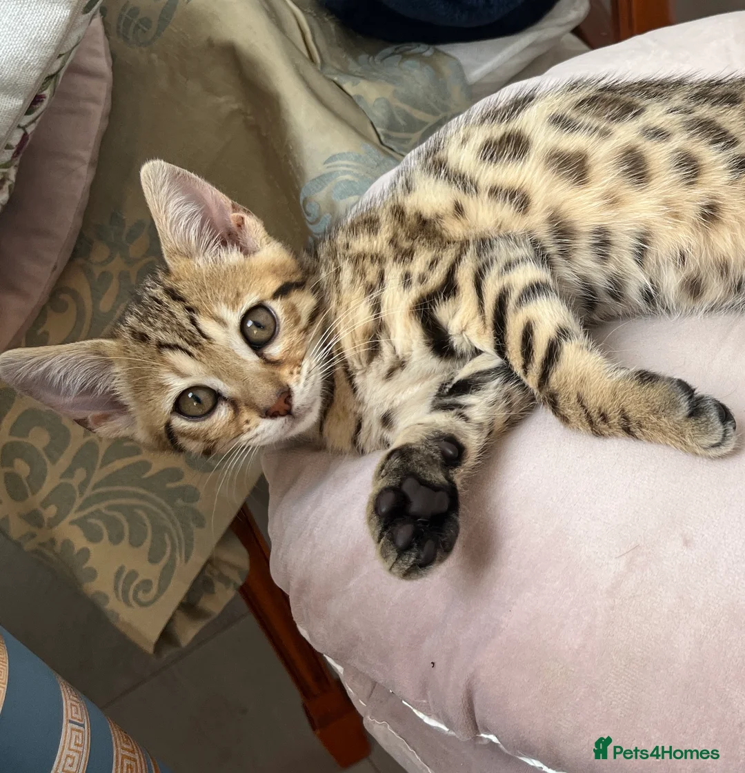 Bengal cats for sale: Beautiful pedigree bengal kittens - Advert 1