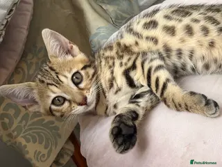 Bengal cats Beautiful pedigree bengal kittens - Advert 5