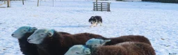 Border Collie dogs for stud: ISDS & KC, well proven, health tested clear stud in Darlington - Advert 3
