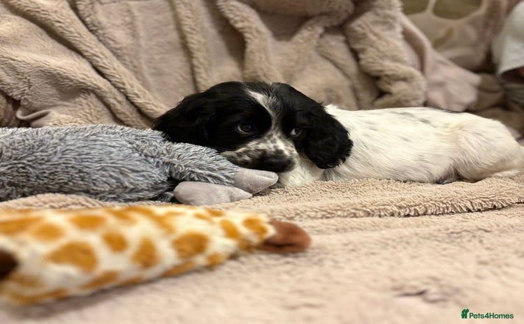 Cocker Spaniel dogs - Advert 2