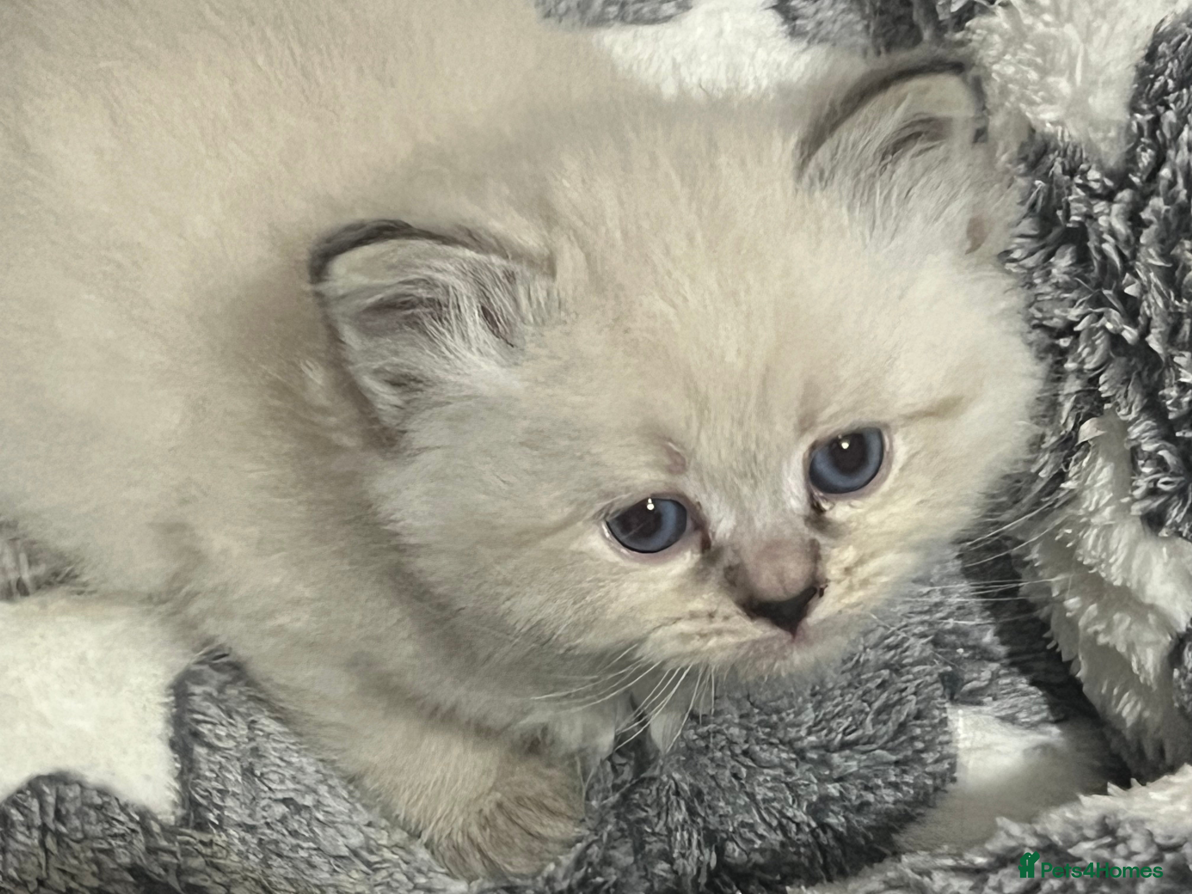 Siberian cats 💎💎GCCF Siberian Neva Masquerade Kittens💎💎 - Advert 2