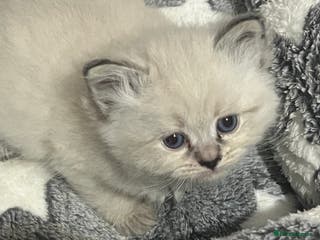 Siberian cats 💎💎GCCF Siberian Neva Masquerade Kittens💎💎 - Advert 2