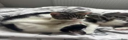 Mixed Breed cats for sale: bonded pair to be rehomed together  - Advert 6