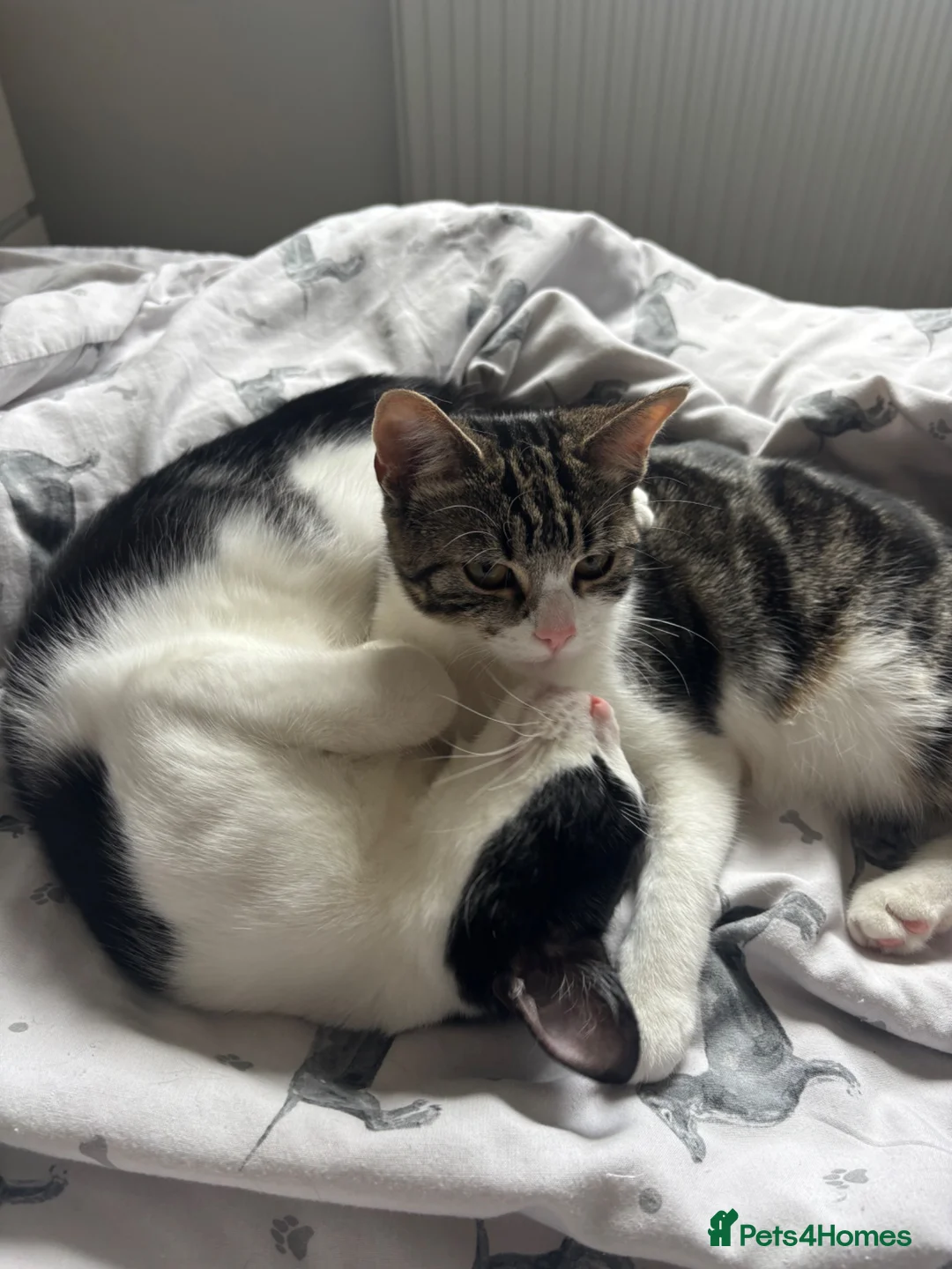 Mixed Breed cats for sale: bonded pair to be rehomed together  - Advert 6