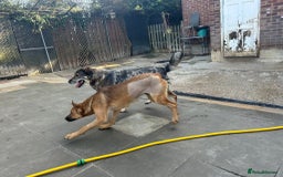 Mixed Breed dogs for adoption: Lykka - Norwich Norfolk  - Image 1
