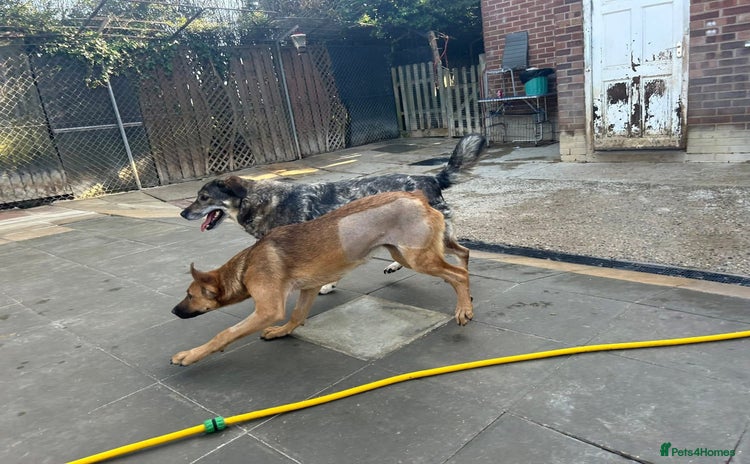 Mixed Breed dogs - Advert 15
