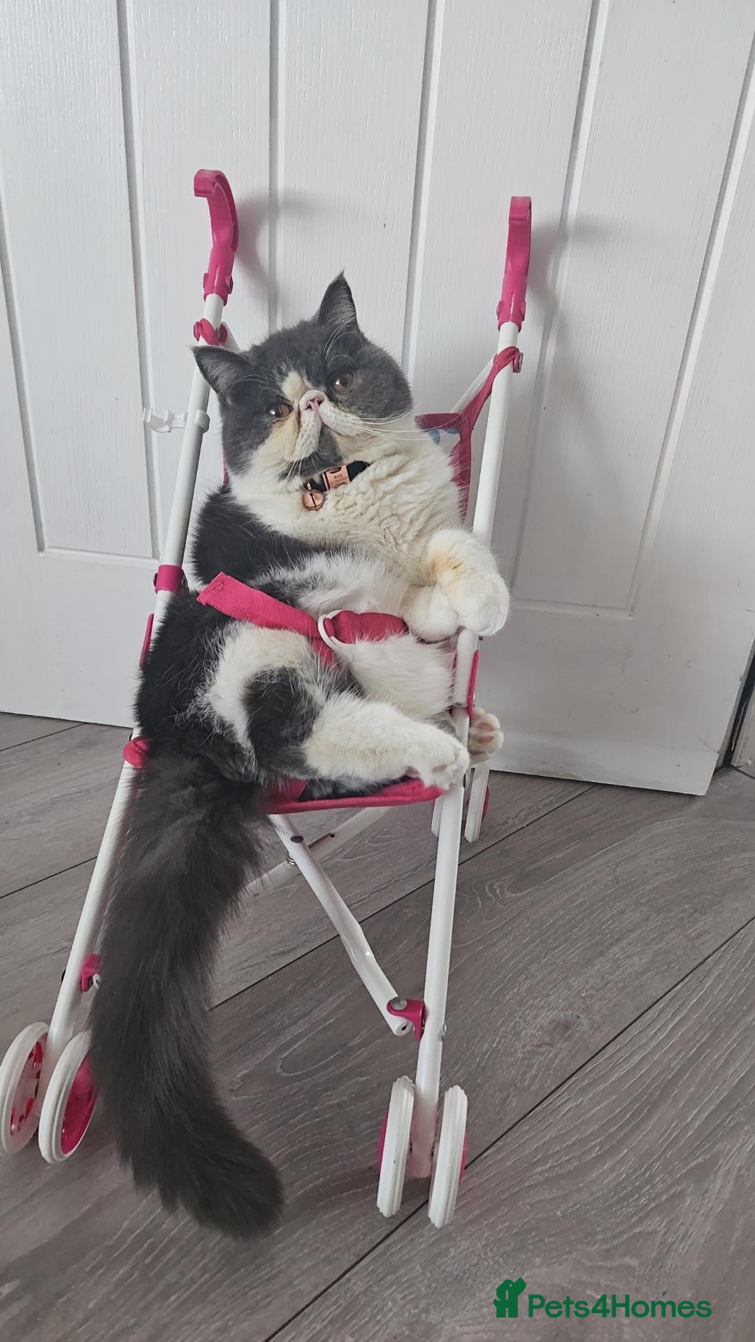 Exotic cats Exotic shorthair adult cat - Advert 8