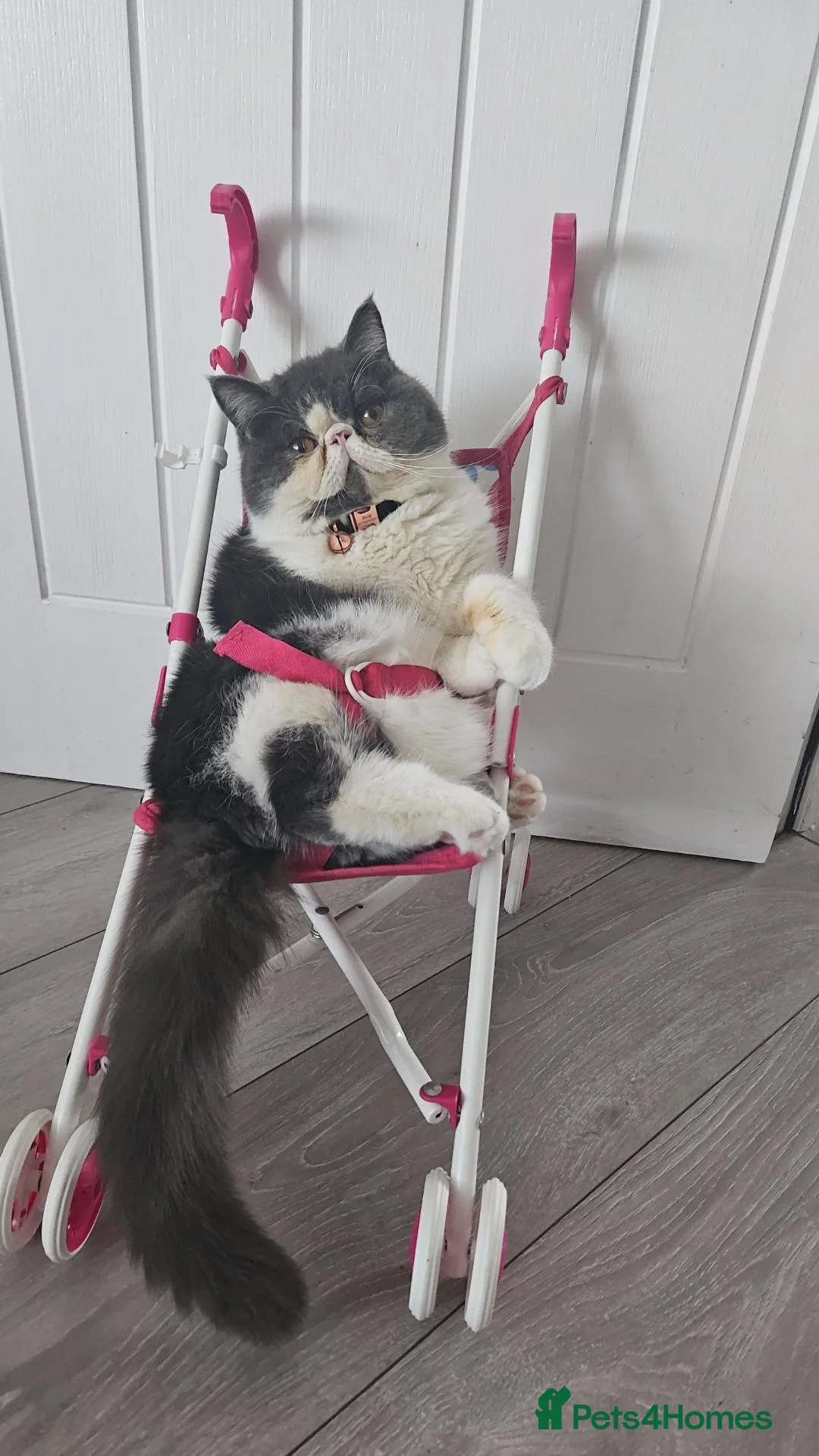 Exotic cats for sale: Exotic shorthair adult cat - Advert 1