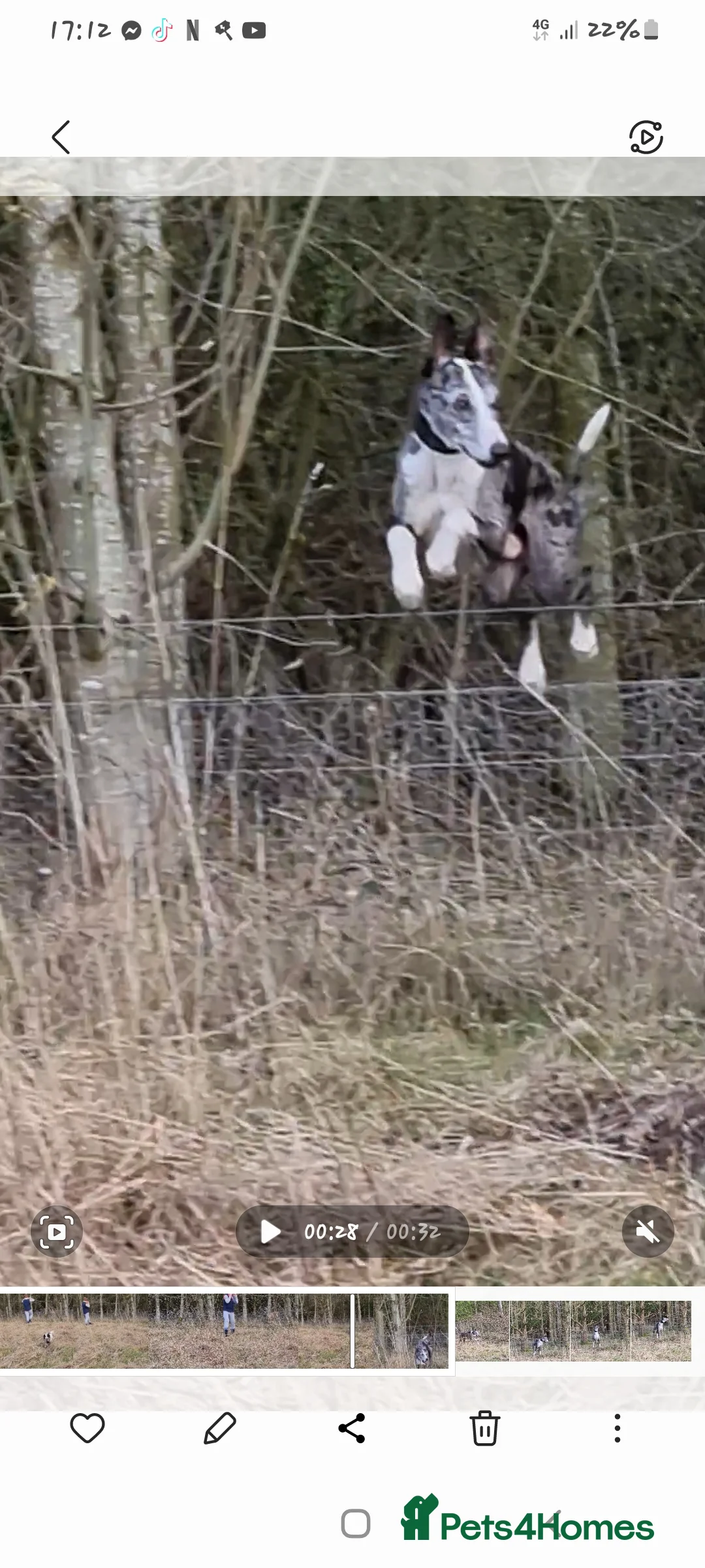 Lurcher dogs for stud: Merle lurcher for stud  in Rotherham - Advert 6