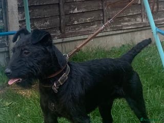 Patterdale Terrier dogs Top quality patterdale fell terrier at stud in Gravesend - Advert 1