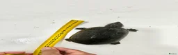 Turtle reptiles for sale: Musk turtles with full set - Advert 5