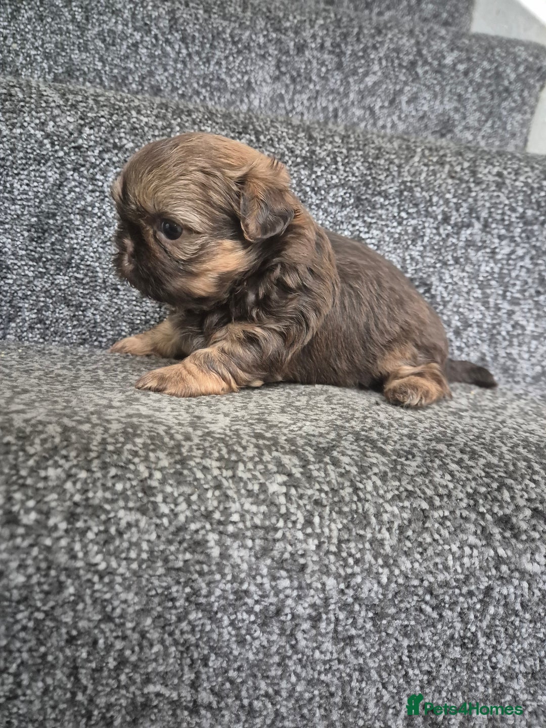 Shih Tzu dogs for sale: Imperial shih tzu puppies - Image 8