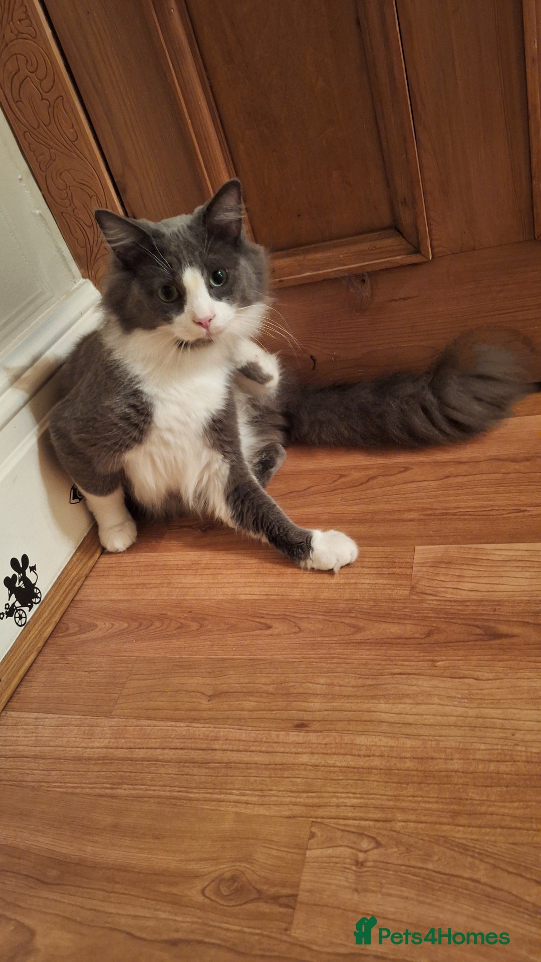 Maine Coon cats for sale: Norwegian Forest Cat mix with Maine Coon  - Advert 4