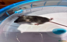 Mouse rodents for sale: Pet Fancy Mice - Adults & Babies - Image 11