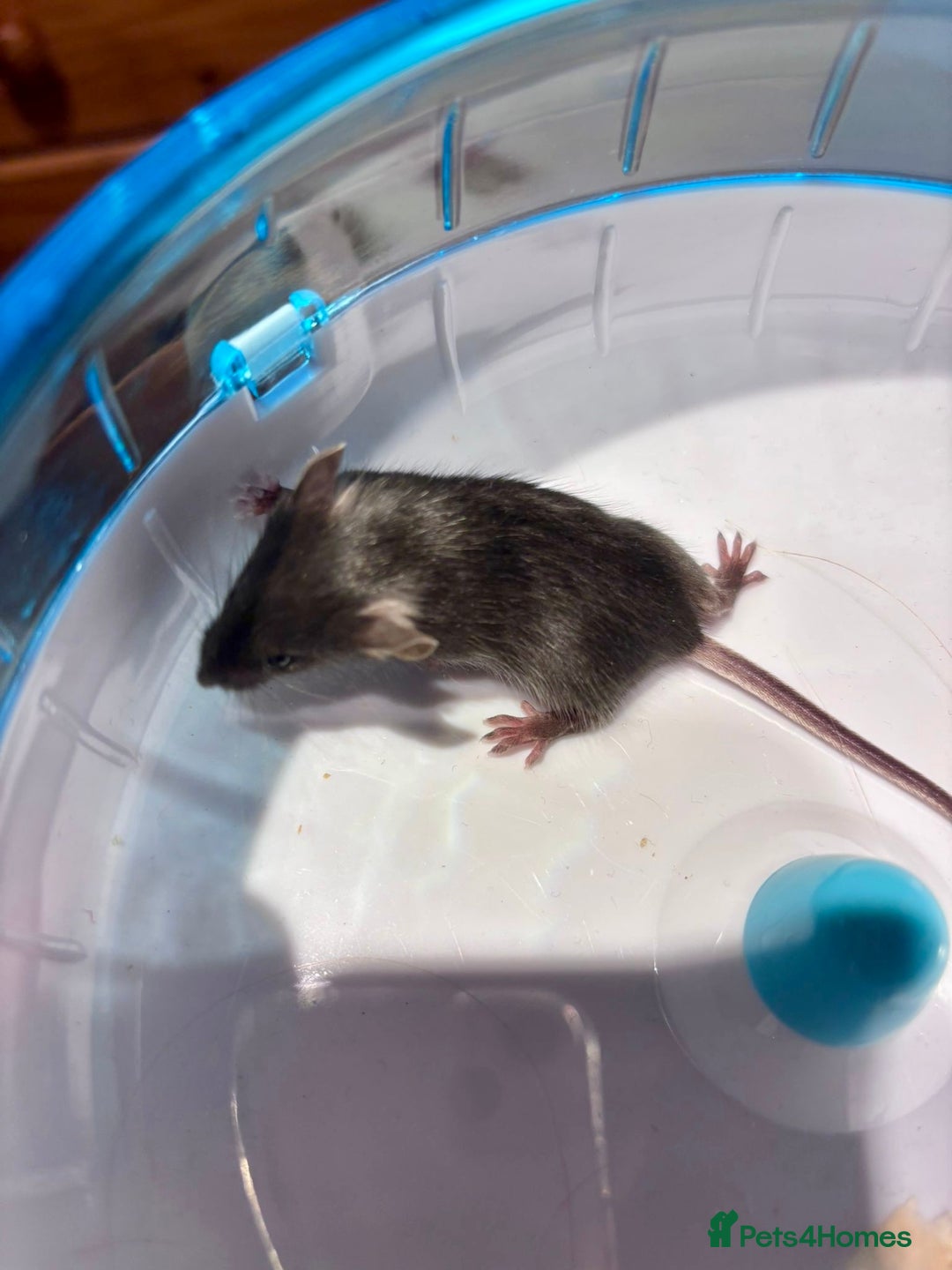 Mouse rodents for sale: Pet Fancy Mice - Adults & Babies - Image 11