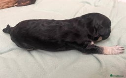 Cockapoo dogs for sale: F2 Cockapoo’s - Image 14