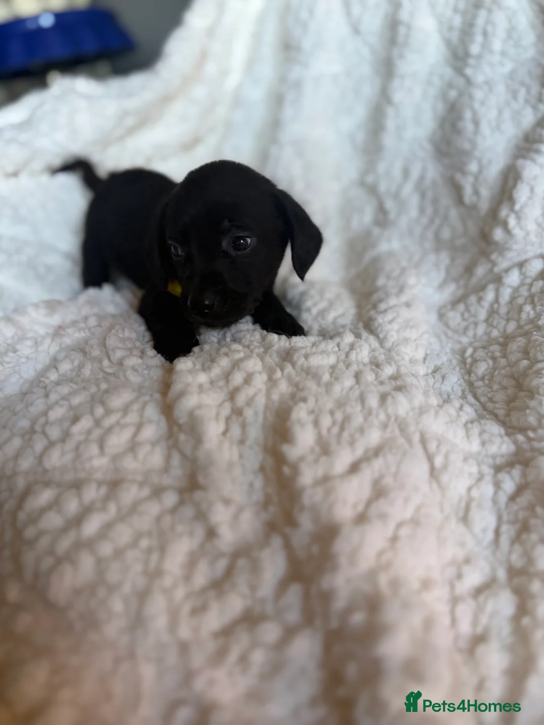 Mixed Breed dogs for sale: 9 playful beagledoor  - Advert 13