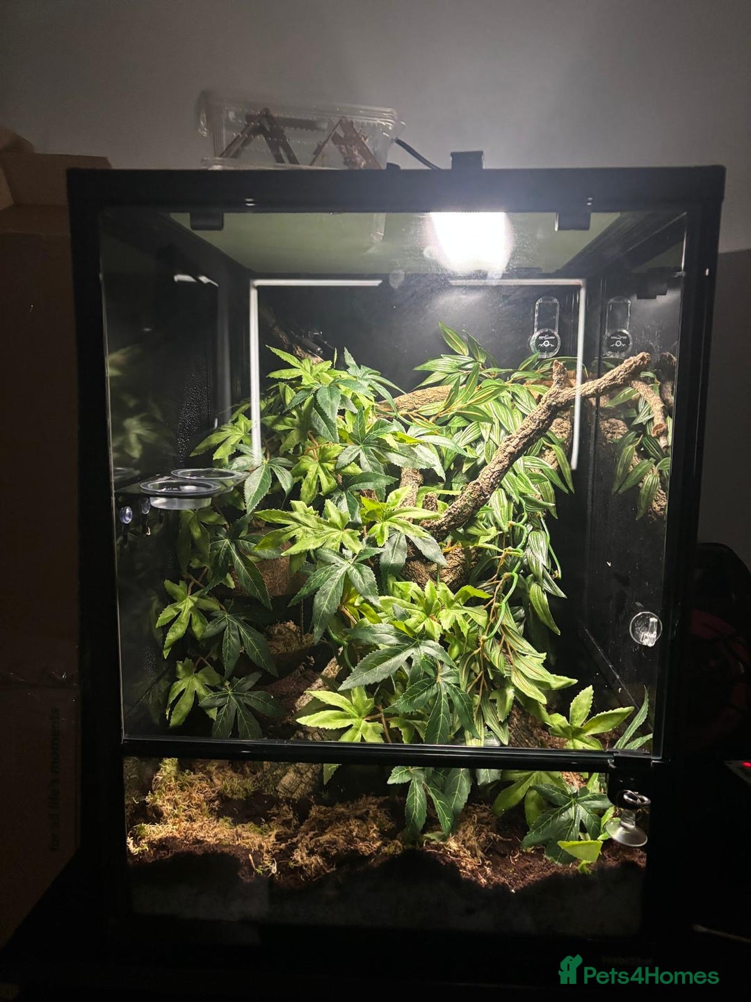 Gecko reptiles for sale: Crested Geckho - Advert 3