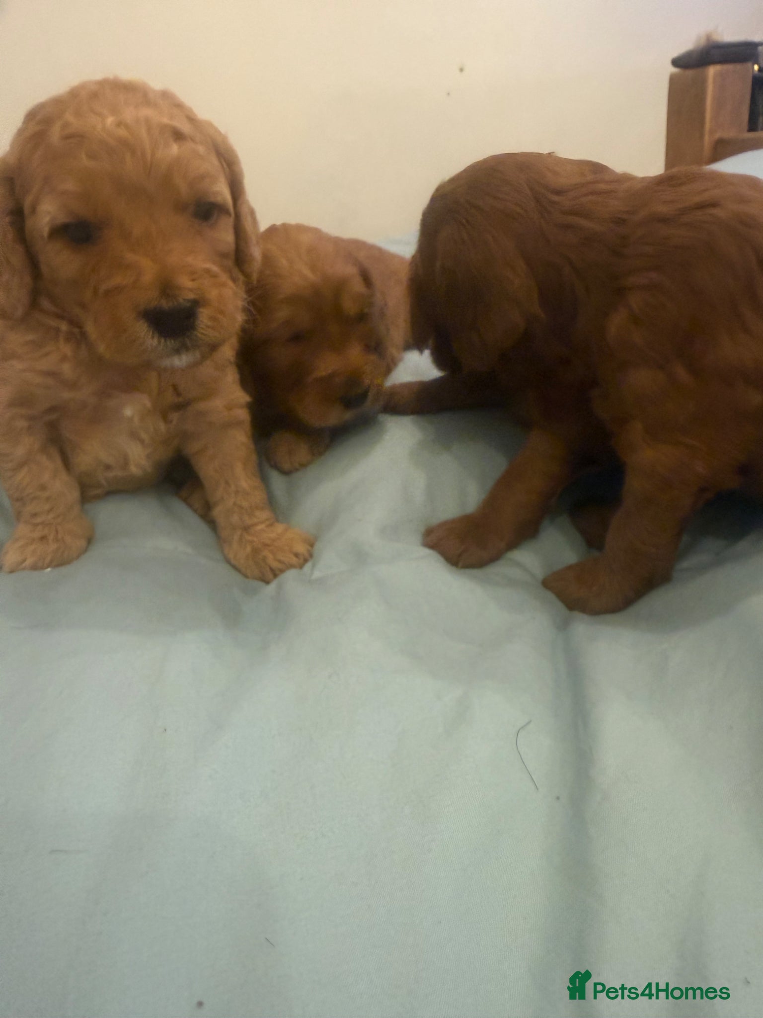 Cockapoo dogs F1B cockapoo ❤️❤️💙💙 available  - Advert 12