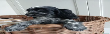 Cocker Spaniel 1