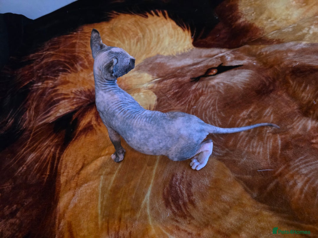 Mixed Breed cats for sale: Beautiful Female Kitten – Sphynx x Devon Rex Cross - Advert 2