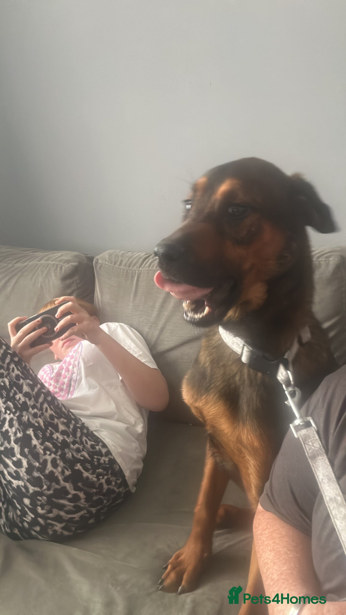 Mixed Breed dogs Rocky  - Advert 2