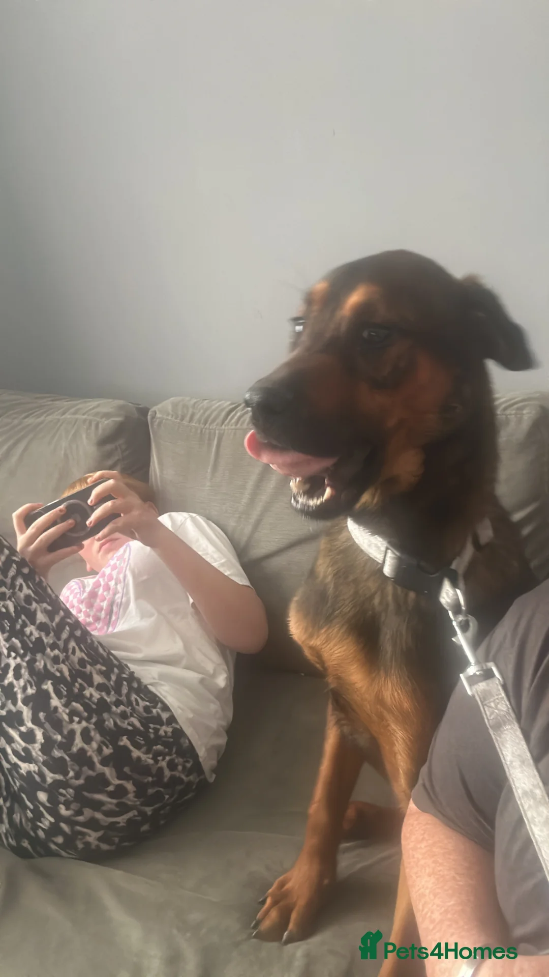 Mixed Breed dogs for sale: Rocky  - Advert 1