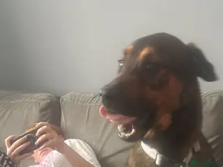 Mixed Breed dogs Rocky - Advert 2