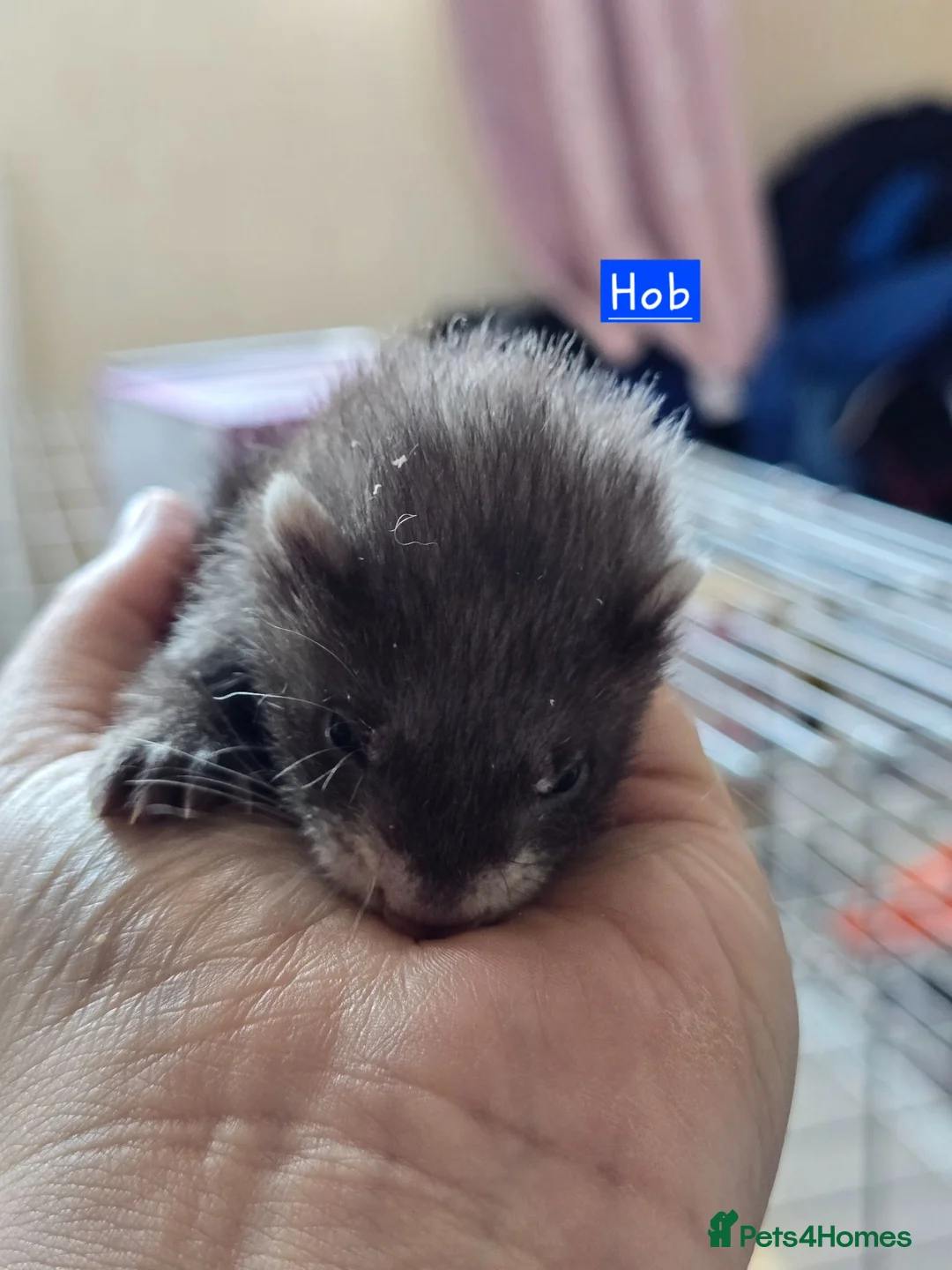 Ferret rodents for sale: Semi Angora Babies in Stourbridge - Advert 10