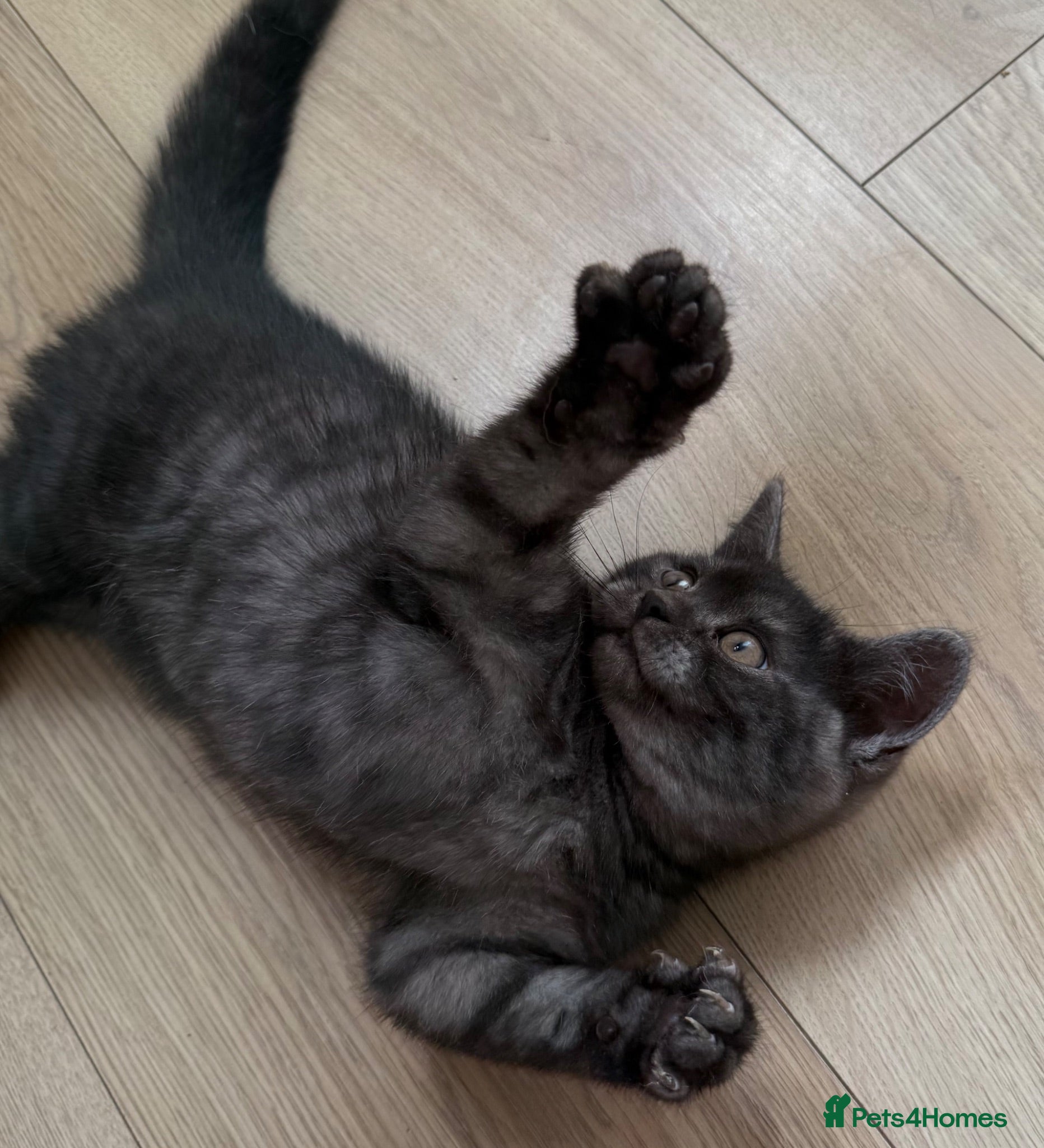 British Shorthair cats Cutest bsh babies 🤍🦋🤍  - Advert 1