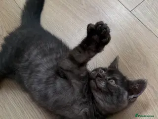 British Shorthair cats Cutest bsh babies 🤍🦋🤍 - Advert 6