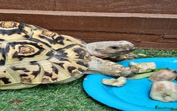 Tortoise reptiles for sale: Tortoise  - Image 4