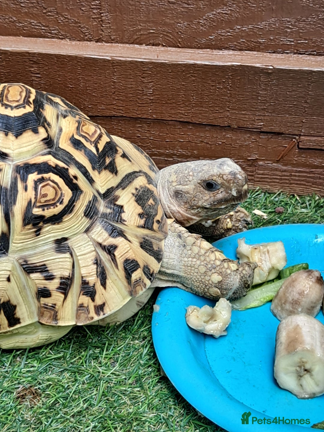 Tortoise reptiles for sale: Tortoise  - Image 4