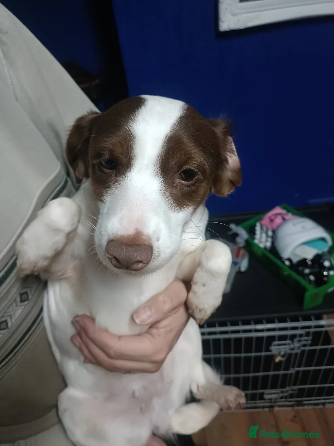 Cocker Spaniel dogs for sale: Cocker spaniel for sale - Advert 1